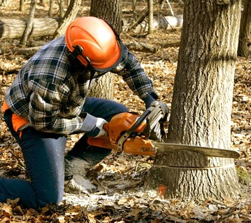 Tree Removal in Mount Olive, MS